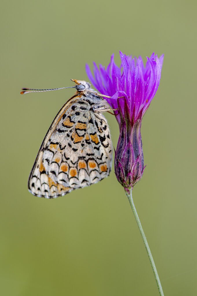 פרפר ופרח סגול